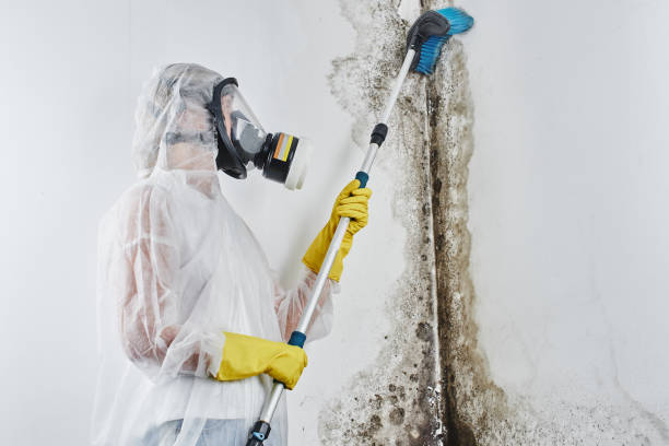 Ridgewood, IL Mold Removal Services Company